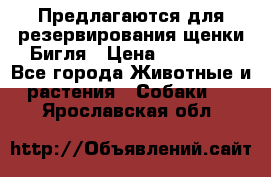 Предлагаются для резервирования щенки Бигля › Цена ­ 40 000 - Все города Животные и растения » Собаки   . Ярославская обл.